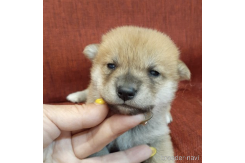 成約済の富山県の柴犬-180512の3枚目